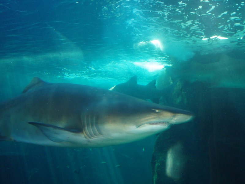 KeHa_in_South_Africa - 080